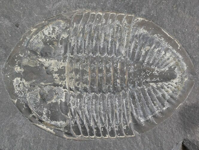 Pseudogygites Trilobite - Ontario #42804